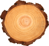 Tree Ring